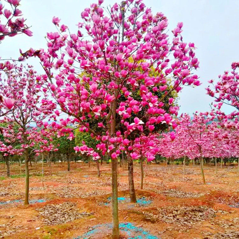 玉兰花树苗大型庭院红黄白紫玉兰树苗广玉兰花苗绿化苗木风景树苗