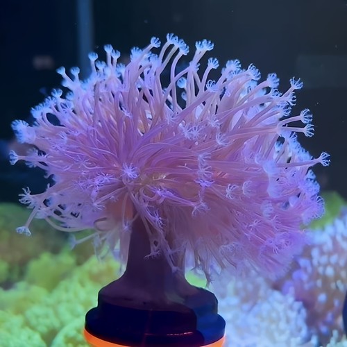 荧光长须豆芽皮革珊瑚新手入门