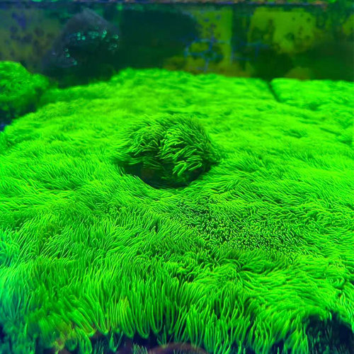 超荧光珊瑚草皮海缸造景