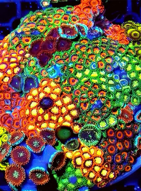 幻彩纽扣珊瑚拼盘新手入门lps软体珊瑚海缸荧光生物活的造景观赏