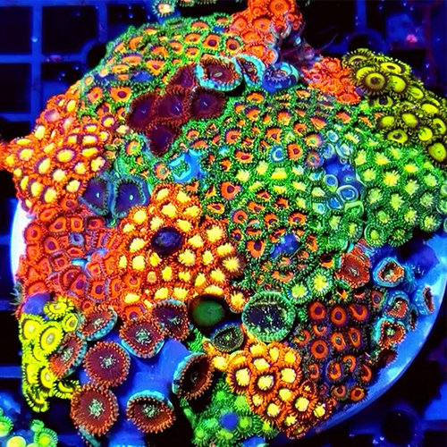 幻彩纽扣珊瑚新手易养