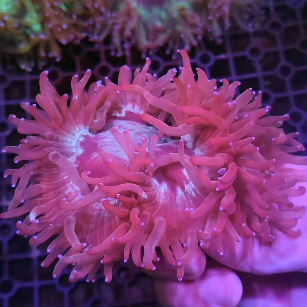 尼罗河珊瑚荧光珊瑚生物