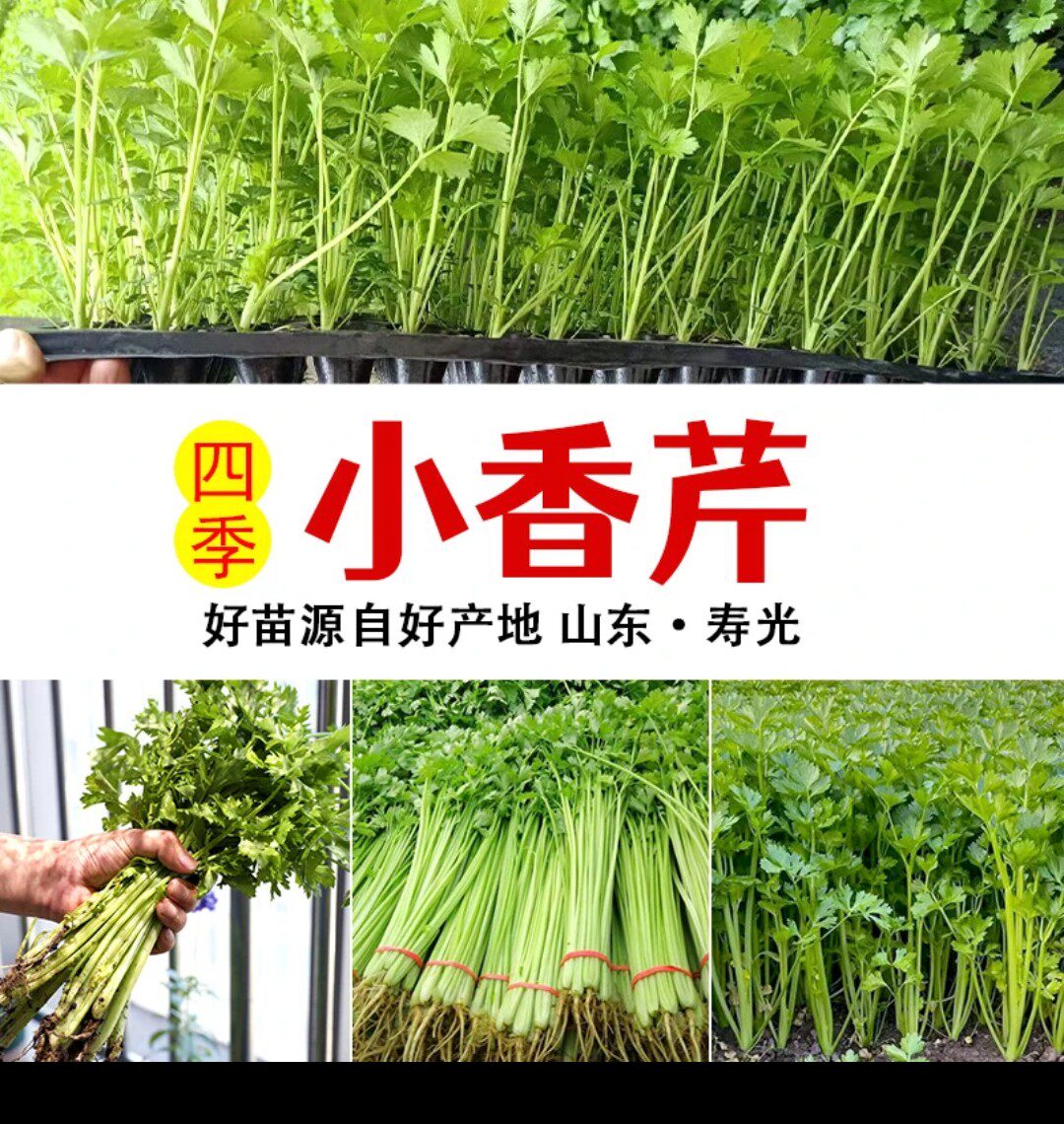 芹菜苗种子根苗新鲜芹菜秧苗高产水芹菜小香芹西芹大田盆栽苗