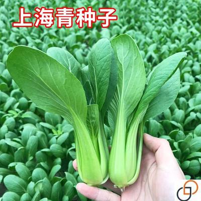 上海青种子小白菜种子矮脚小青菜籽农家蔬菜种孑油菜阳台四季播种