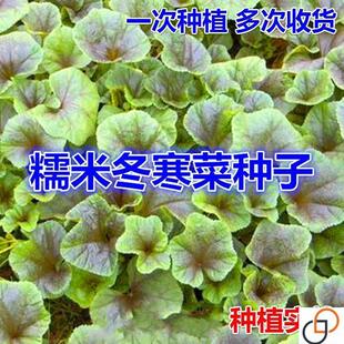 糯米冬寒菜栽种子冬苋菜种籽马蹄菜野MGX菜种子高盆四季钙蔬播种