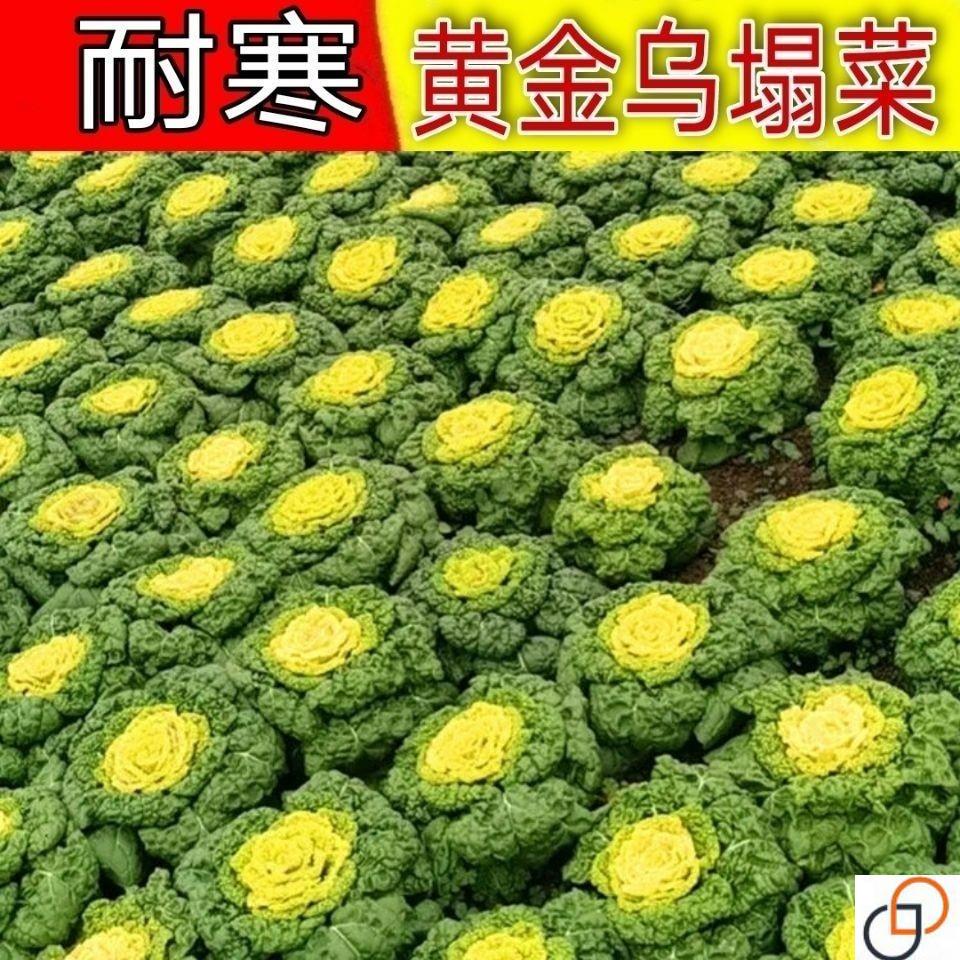 耐寒黄心乌塌菜种子黄心菜种籽菊花心菜籽种易种黄金乌蔬菜种子