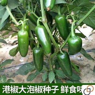 港椒大泡椒种子果实炮弹子弹头型辣椒种籽味辣鲜食腌渍辣椒蔬菜孑