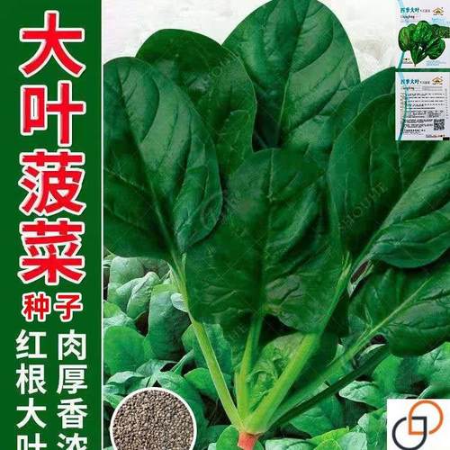大叶菠菜种子四季蔬菜秋冬籽种阳台种籽耐热菜种盆栽波菜孑菜籽子