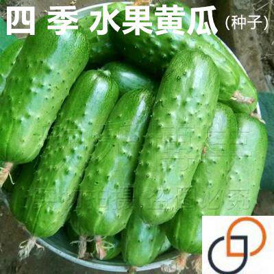 水果黄瓜种子春夏季高产耐热四季播种小黄瓜种籽盆栽阳台蔬菜种孑