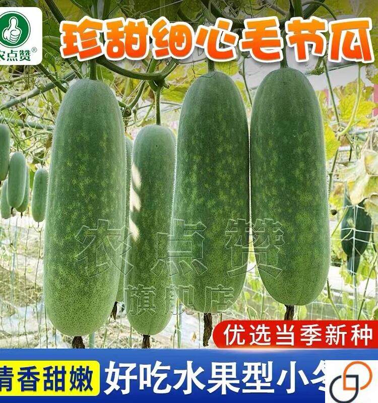 农家珍甜细心毛节瓜种子早熟迷你小冬瓜种籽春秋四季蔬菜种孑毛瓜