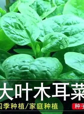 木耳菜种子高产木耳菜菜籽红木耳菜速生蔬菜阳台盆栽易活四季种植