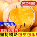 云南人参果水果圆果黄肉大果新鲜石林人叁果树上熟人生果整箱 包邮
