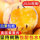 云南人参果水果圆果黄肉大果新鲜石林人叁果树上熟人生果整箱 包邮
