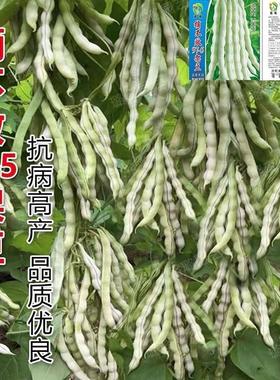 精品97-5架豆王种子摘不败高产早中熟四季豆角种春秋播蔬菜种