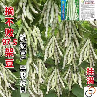精品97-5架豆王种子摘不败高产早中熟四季豆角种春秋播蔬菜种