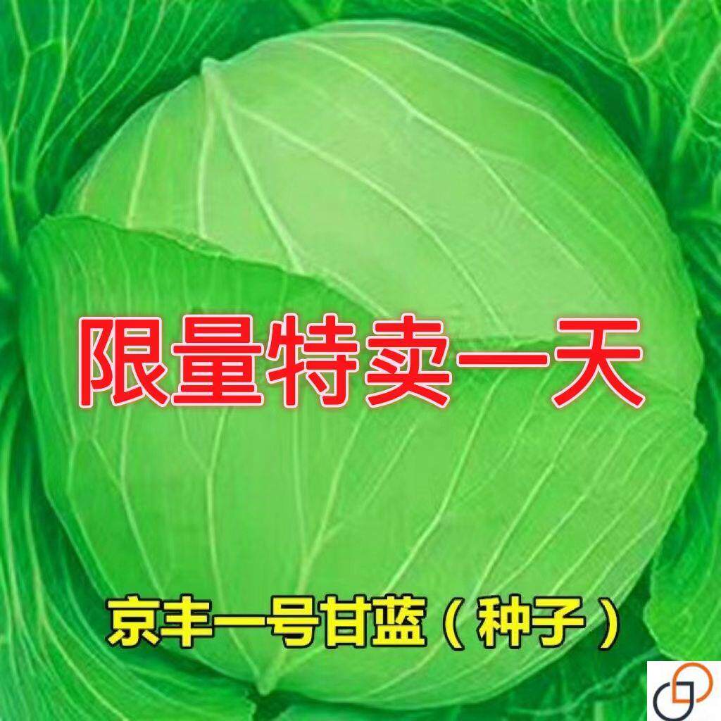 京丰一号甘蓝高产秋播阳台蔬菜种孑包菜农家菜园卷心菜籽