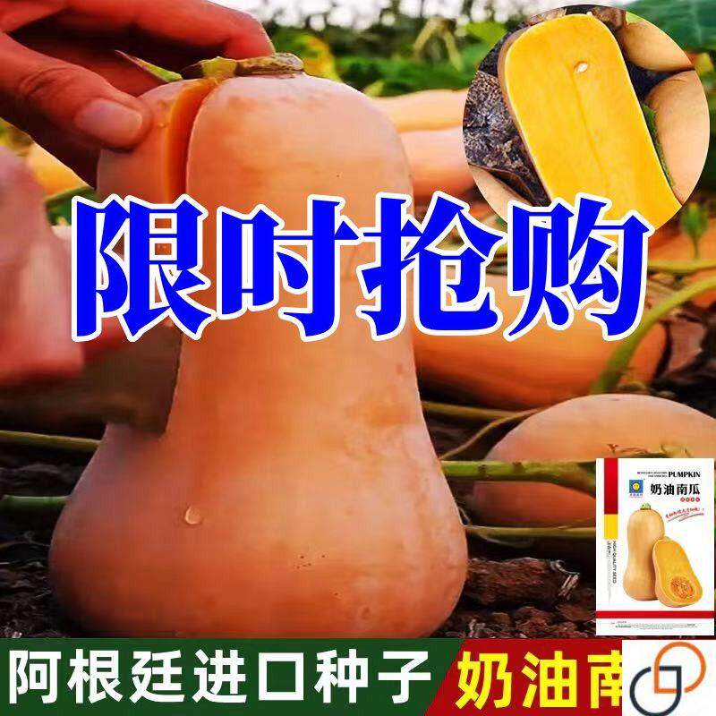 【正品原装】奶油南瓜种子甜糯板栗蜜本南瓜种籽春秋季四季菜种子