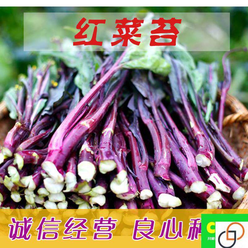 红菜苔种子四季播四九甜菜心阳台家庭园艺种子