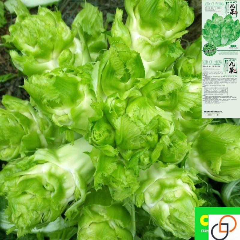 儿菜种子芥菜种籽娃娃菜宝宝菜秋季播泡菜蔬菜种子四川特大儿菜籽