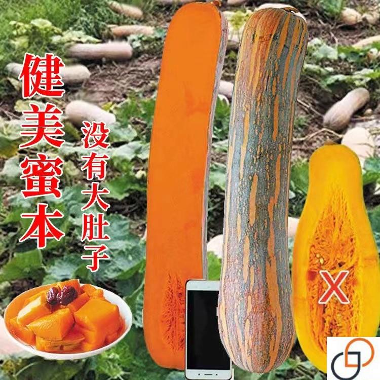 健美密本南瓜种子粉甜面兰瓜秋天种籽四季种长款蜜本南瓜品种大全