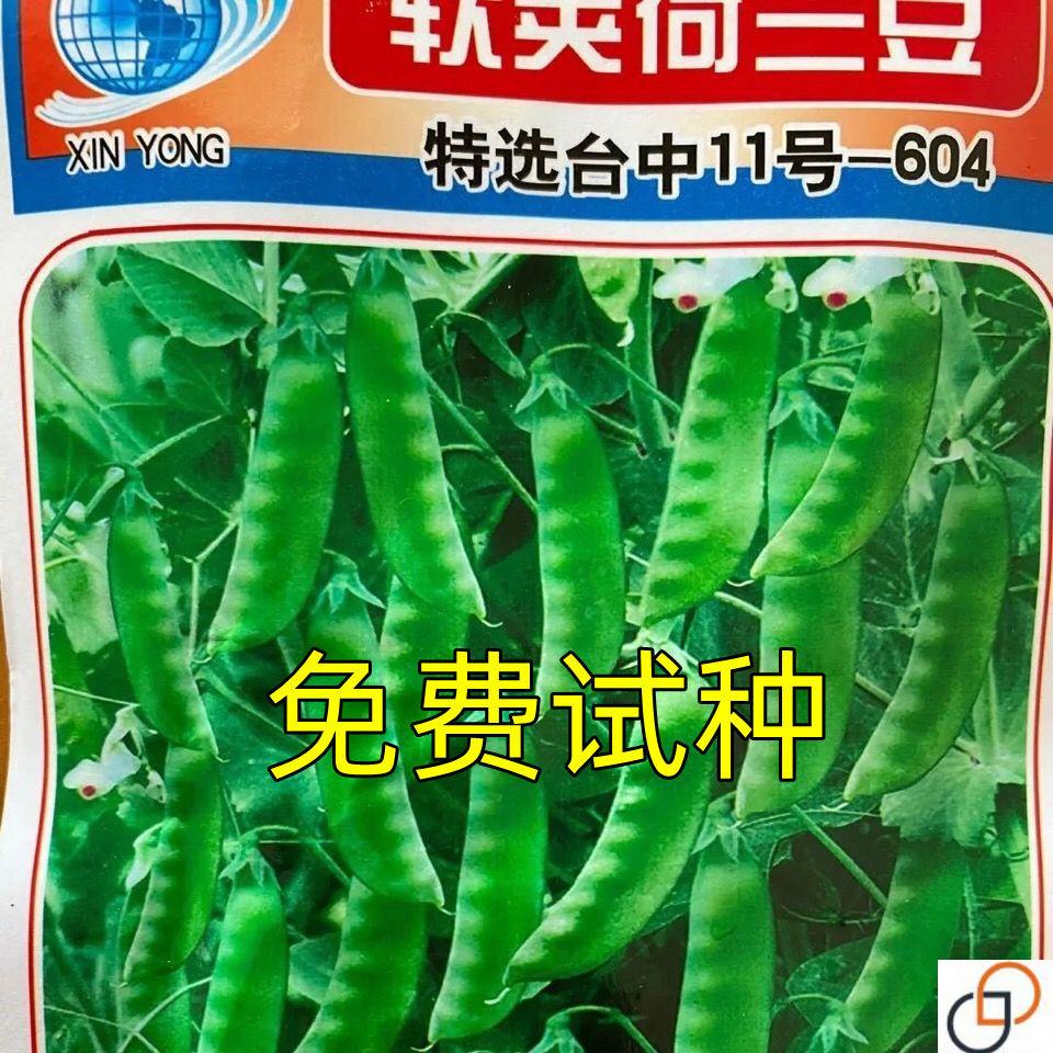 软荚荷兰豆种子春夏秋四季播种大荚菜豆豌豆豆角种籽农家蔬菜种籽