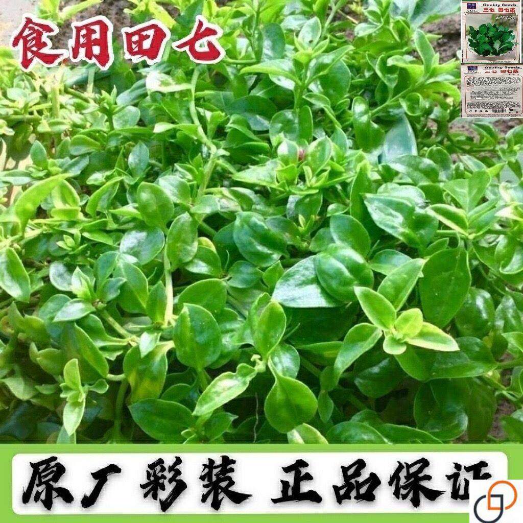 田七菜种子田七菜可食用养身菜特色中药材三七野菜四季蔬菜种子