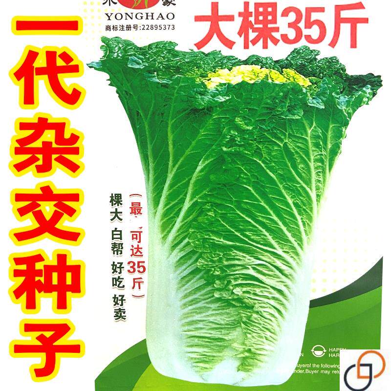 35斤东北酸菜王大白菜籽大全菜种子北方秋季白菜种子大全冬储耐寒