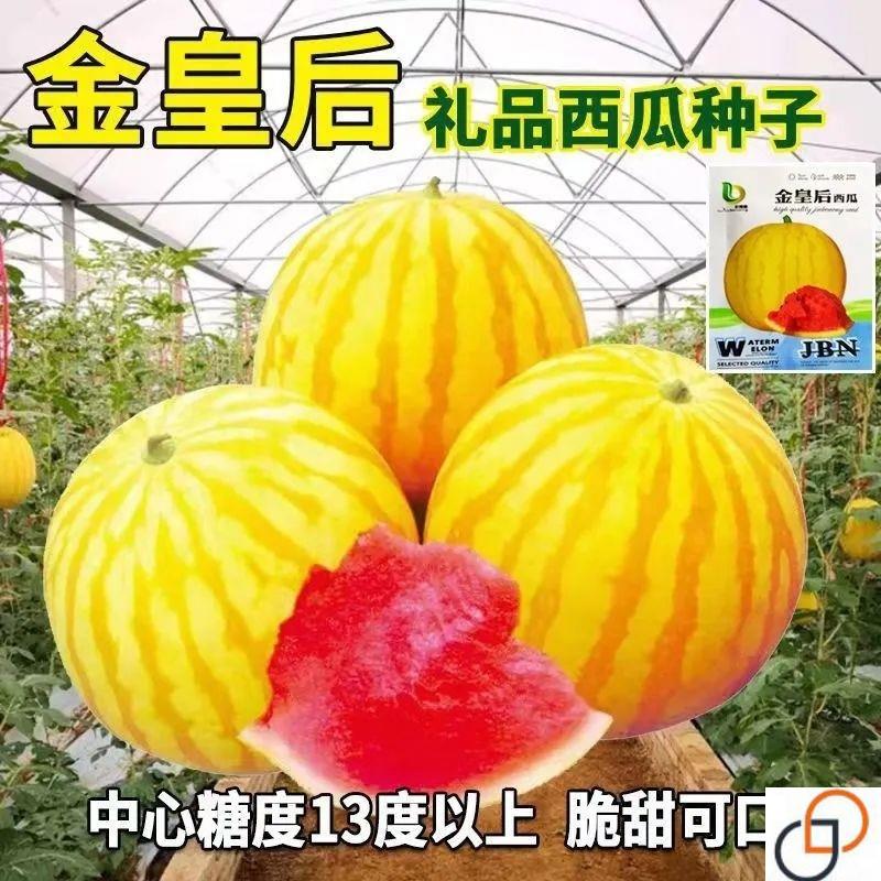 金皇后西瓜种子黄皮红瓤早熟西瓜种籽南方水果春季四季蔬菜种籽孑