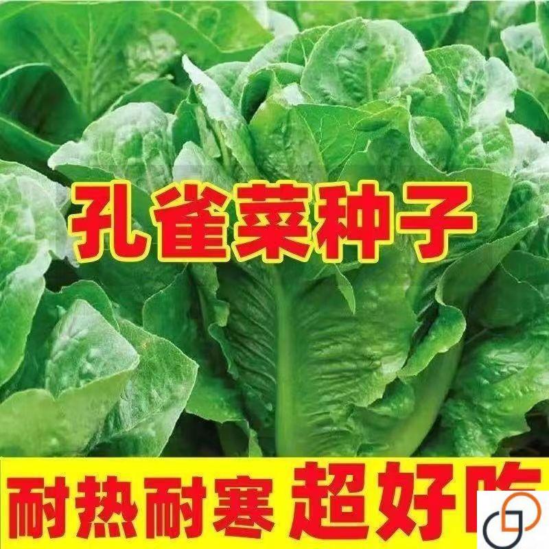 【四季可种】孔雀菜种子生吃高营养直立生菜种子田园盆栽沙拉生菜