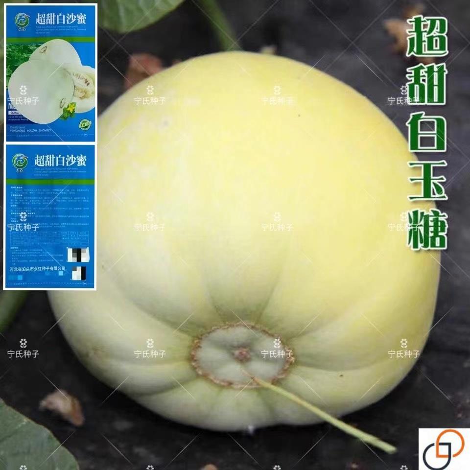 超甜白沙蜜甜瓜种籽春秋季高产薄皮特大白皮香瓜种子四季水果种孑