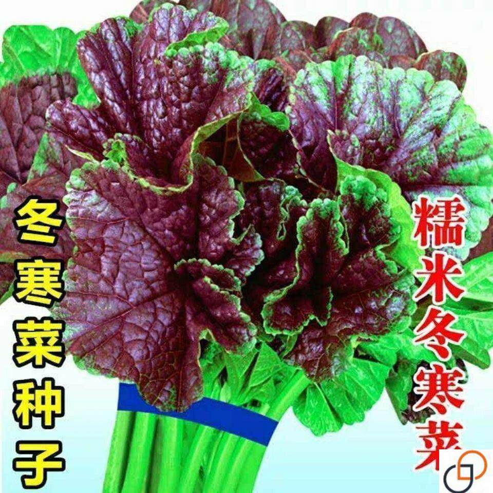 糯米冬寒菜种子冬苋菜种籽马蹄菜野菜种子高钙盆栽四季播种蔬菜籽