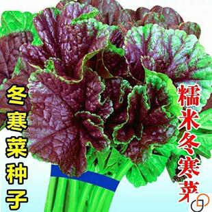 糯米冬寒菜种子冬苋菜种籽马蹄菜野菜种子高钙盆栽四季播种蔬菜籽
