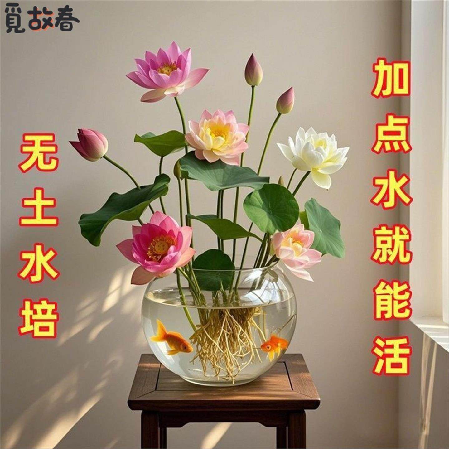 碗莲种子七彩五颜六色水培花卉水养四季莲花荷花莲藕绿植水培莲子,鲜花速递/花卉仿真/绿植园艺,食虫植物,淘宝优惠券,粉丝福利购,淘宝优惠卷