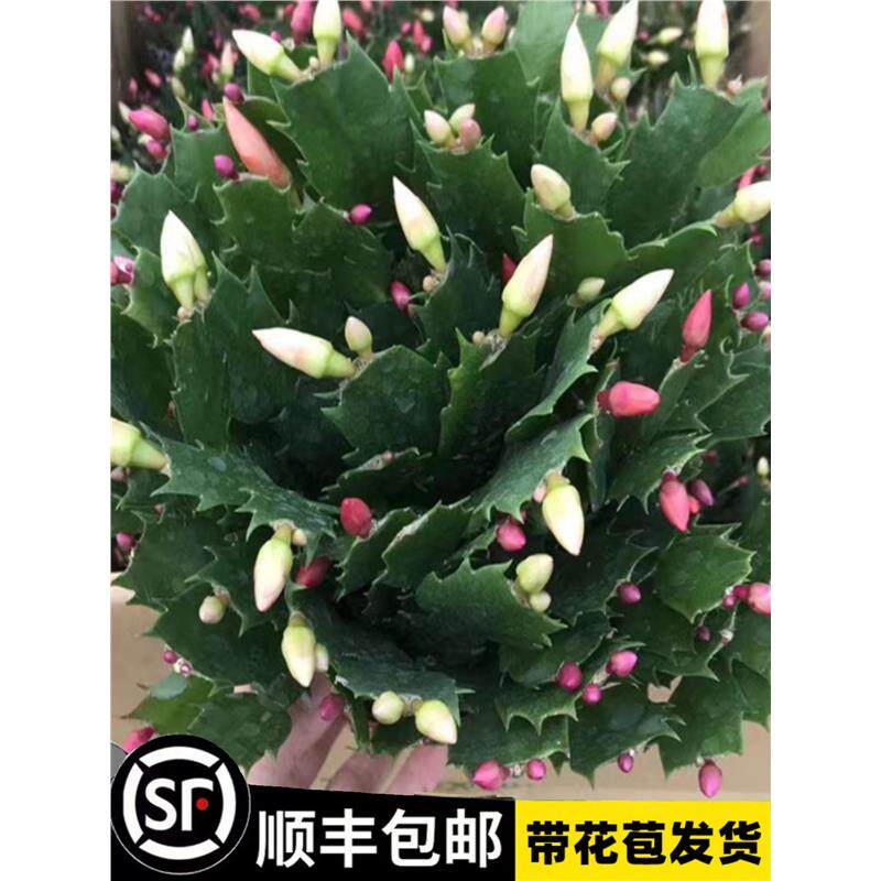 多色蟹爪兰花苗盆栽带花苞四季开花重瓣螃蟹抓莲好养易活室内花卉