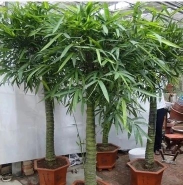 大型盆栽室内植物罗汉竹佛肚竹盆景 佛肚竹大苗佛肚竹盆栽植物