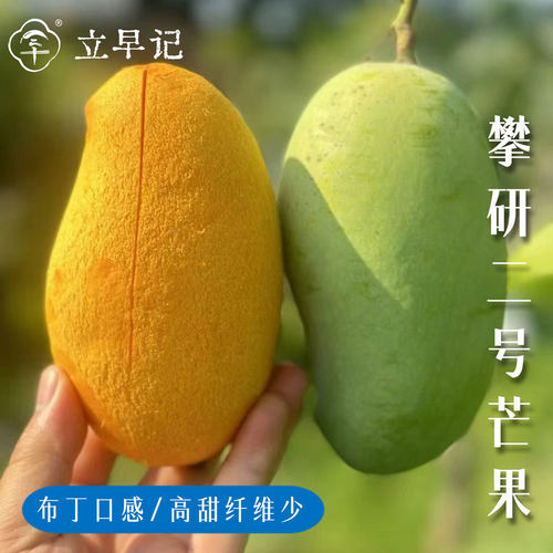 四川攀枝花芒果攀研2号果冻芒布丁芒当季新鲜现摘现发孕妇水果