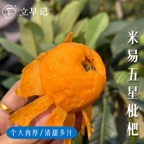 四川攀枝花米易五星枇杷新鲜大果自然熟当季水果甜蜜多汁