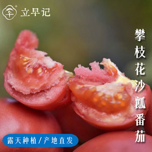 新鲜沙瓤西红柿番茄攀枝花露天高山种植自然熟非大棚新鲜蔬菜现摘