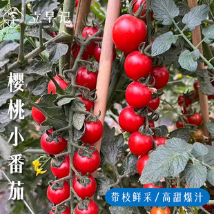 樱桃小番茄带枝新鲜采摘攀枝花甜西红柿自然成熟应季水果顺丰
