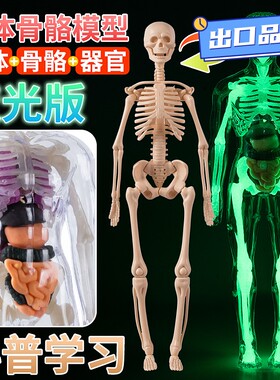儿童玩具解剖早教3d骨骼仿真人体骨骼结构模型拼装医学教QE04