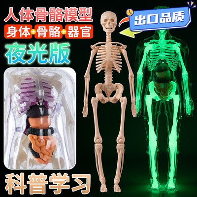 儿童玩具解剖早教3d骨骼仿真人体骨骼结构模型拼装医学教QE04