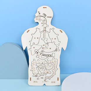 消化系统木趣味人体器官认知模型科技小制作手工diy简易自制 A424