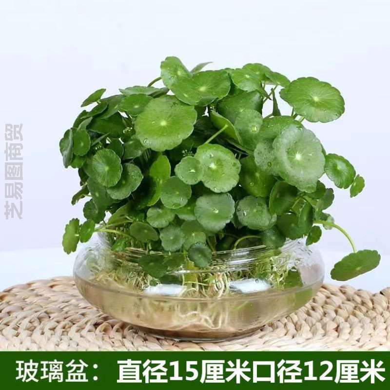 室内铜钱草植物通用绿植盆栽摆件养植空气花卉培植常青养水水生