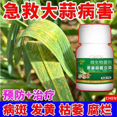 大蒜猛长大蒜专用肥防干尖软腐病疫病病毒病白粉病锈病大葱病全治