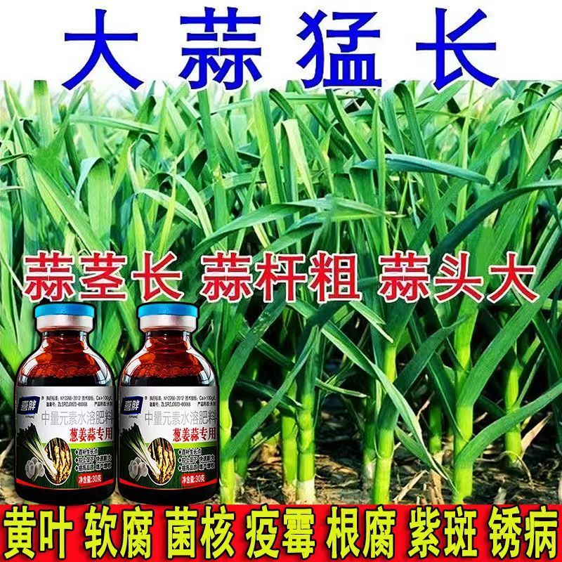 大蒜肥防根腐锈病同时促蒜头膨大微生物菌剂粗直不早衰