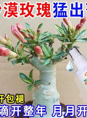 植物死树枯树营养液强力生根三天见新芽快速恢复促长