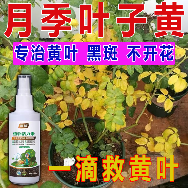【一喷绿】富贵竹专用营养液阿维菌素转运观音竹子水培土培家用