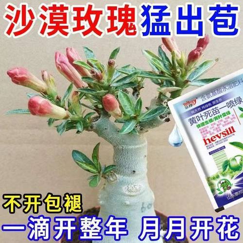 一滴猛开】沙漠玫瑰营养液催花绿叶壮苗急救黄叶干尖不开花专用肥