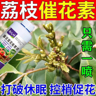 荔枝催花素】荔枝专用细胞分裂素打破休眠花芽分化促花素保花保果