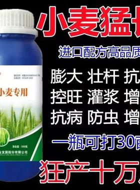 小麦抗寒耐旱保障丰收粉唑醇特效根除白粉病籽粒膨大稳产高产